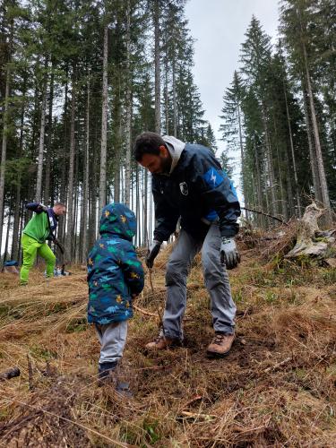 sajenje-pokljuka-1