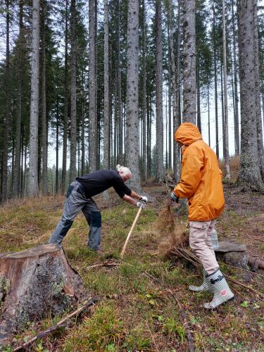 sajenje-pokljuka-3