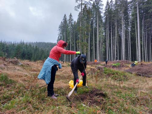 sajenje-pokljuka-7