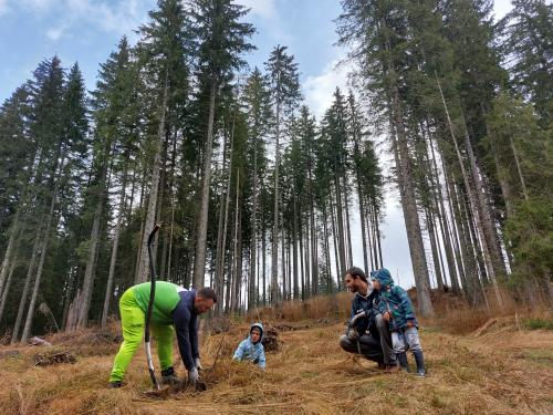 sajenje-pokljuka-15